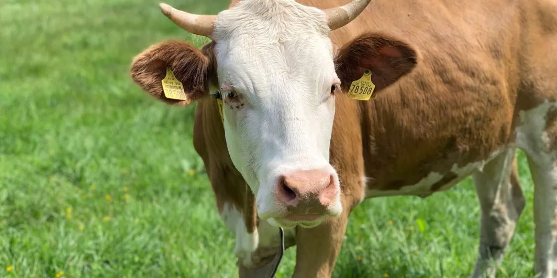 A cow