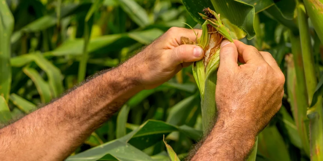 Hände eines Arbeiters in der Landwirtschaft