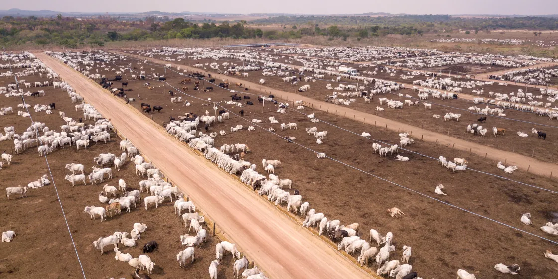 Grasende Viehbestände in Para, Brasilien