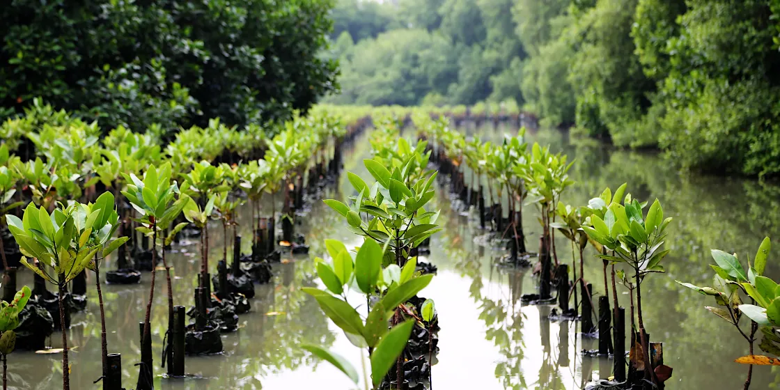 In drei Reihen stehen neu gepflanzte Mangroven in Wasser