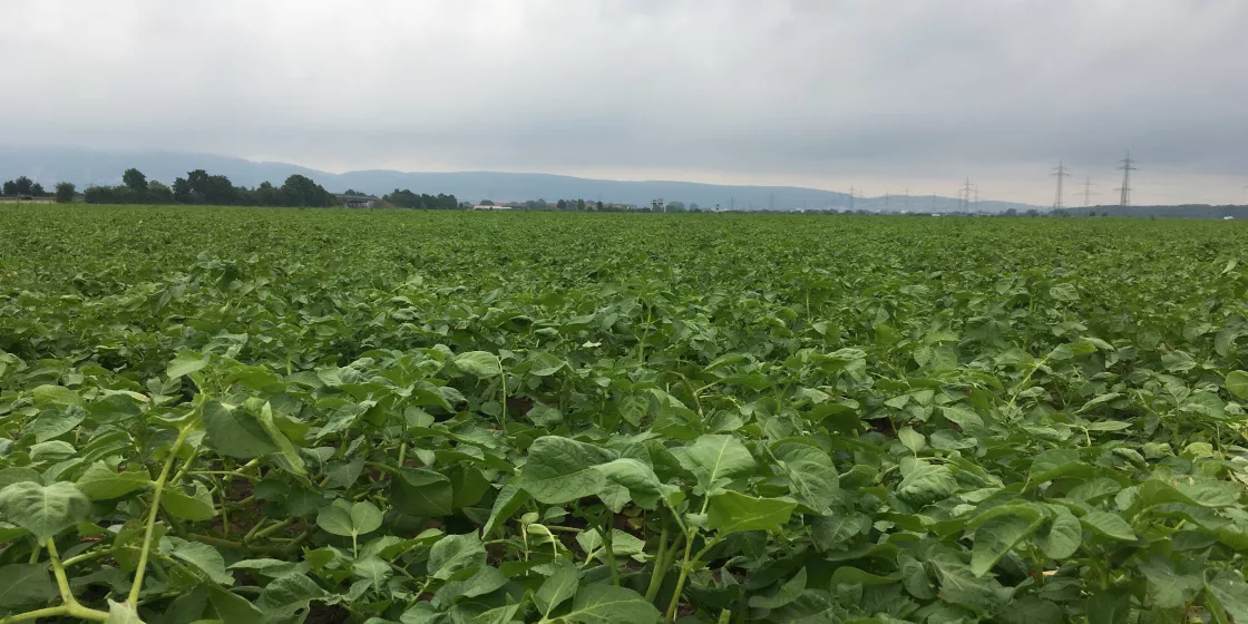 soja plants