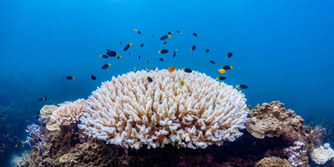 Fig. 1. Coral Bleaching at Magnetic Island in the Great Coral Reef (Victor Huertas / Greenpeace).