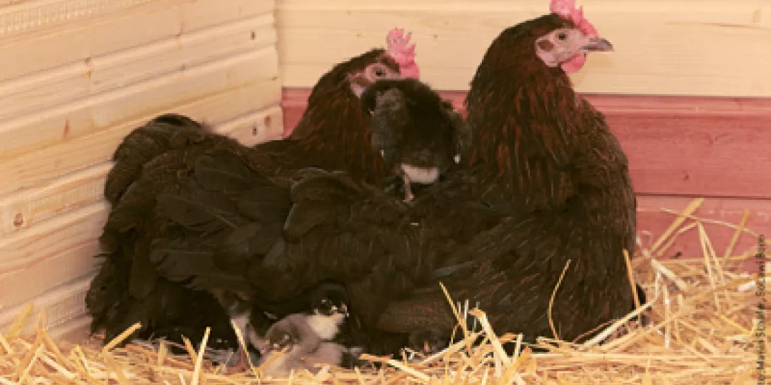 Weitblick-Bild 2/15: Tierhaltung Hühner
