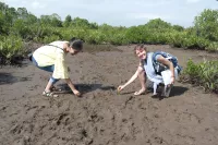 Planting Mangroves in a comunity-based reforestation project for Climate Change adaptation