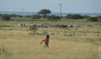 Ziegenherde in Tansania