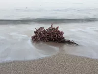 Blumen liegen am Strand