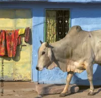 Weitblick-Bild 2/14: Indische Kuh