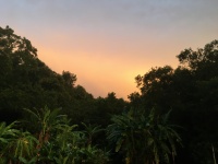 rainforest at sunset