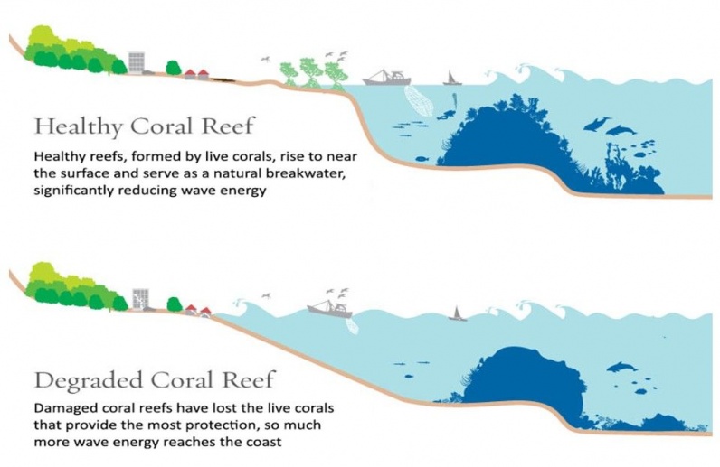 Fig. 2. Coral Reefs as Coastal Protection: Representation of the coastal protection benefits of a healthy coral reef with live coral versus a degraded coral reef with low live coral cover. Adapted from The Nature Conservancy (National Oceanic and Atmospheric Administration (NOAA), 2022).
