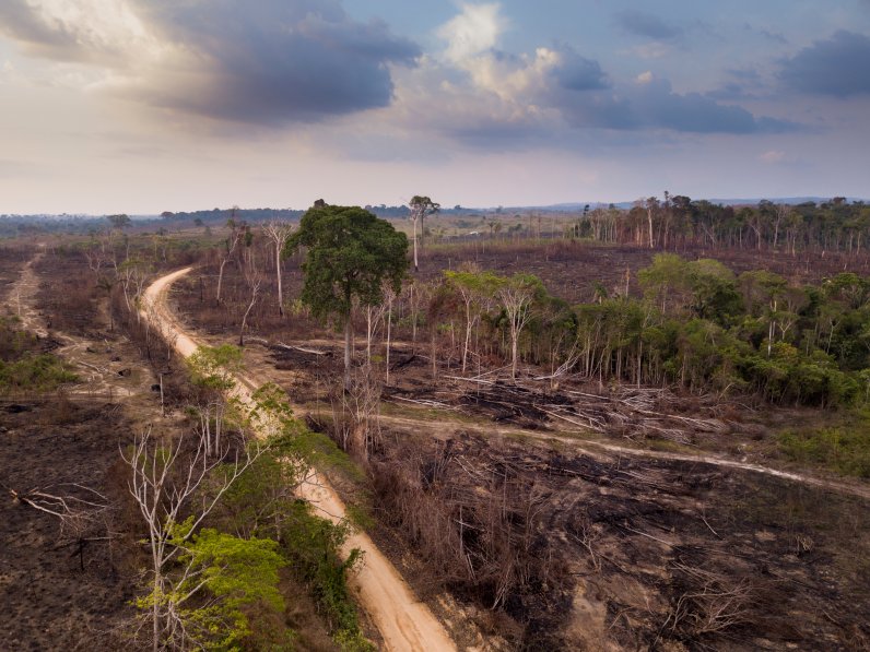 Fig. 3. Deforestation in the Amazon: Drone aerial view of deforestation in the amazon rainforest. Trees cut and burned on an illegal dirt road to open land for agriculture and livestock in the Jamanxim National Forest, Para, Brazil (PARALAXIS / Shutterstock).