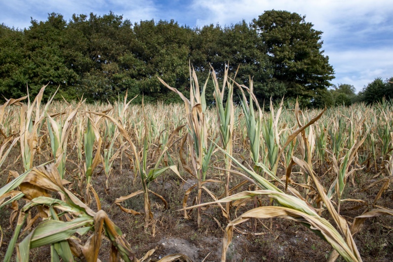 Fig. 5. Corn cobs unable to reach maturity stage due to intense heat and prolonged dry spell in Denmark in 2018 (Bente Stachowske / Greenpeace).