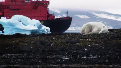 Verhungernder Eisbär durch Klimawandelfolgen