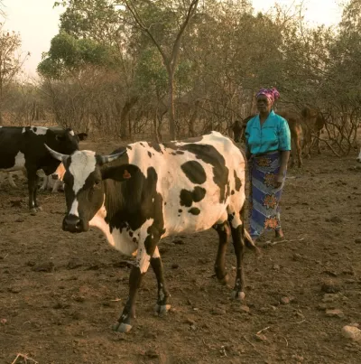 Viehaltung in Burkina Faso.