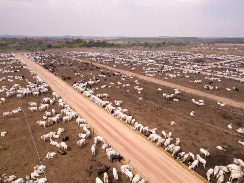 Grasende Viehbestände in Para, Brasilien