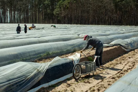 Menschen arbeiten auf Feld
