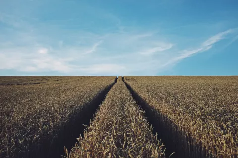 Bild: Landwirtschaft, Getreidefeld Bild: Landwirtschaft, Getreidefeld