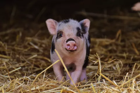 Bild: Schweinsgesicht Bild: Schweinsgesicht