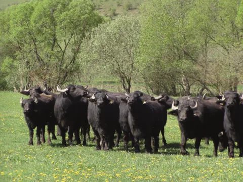 Tagung Tierhaltung in Deutschland Tagung Tierhaltung in Deutschland