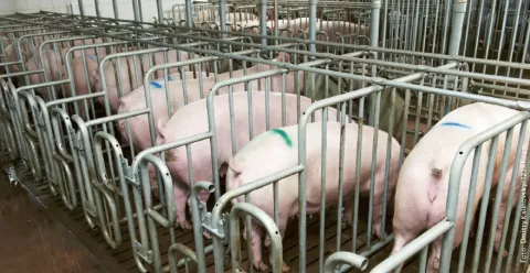 Weitblick-Bild 2/15: Tierhaltung Schweine