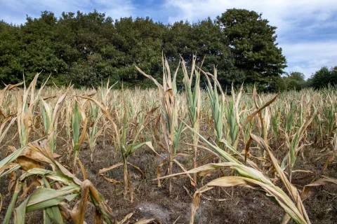 Fig. 5. Corn cobs unable to reach maturity stage due to intense heat and prolonged dry spell in Denmark in 2018 (Bente Stachowske / Greenpeace).