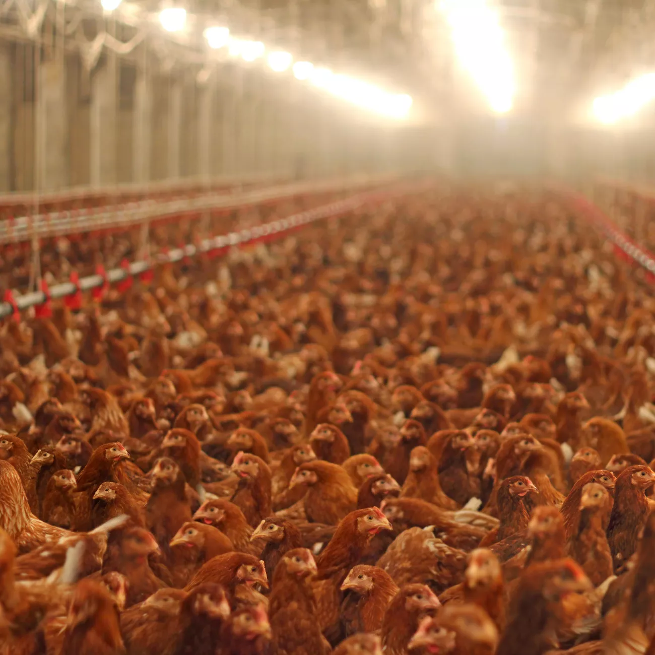 Hühner in der Massentierhaltung
