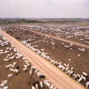 Grasende Viehbestände in Para, Brasilien