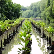 In drei Reihen stehen neu gepflanzte Mangroven in Wasser