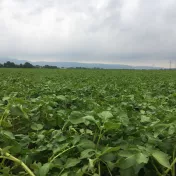 soja plants