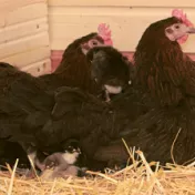 Weitblick-Bild 2/15: Tierhaltung Hühner