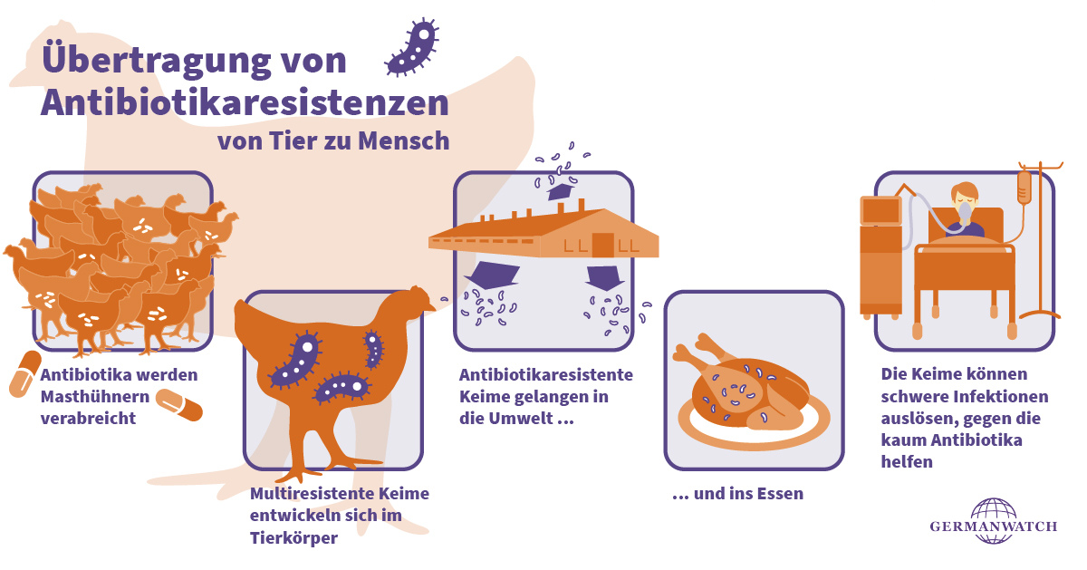 Antibiotikaresistenzen - Übertragung von Tier auf Mensch